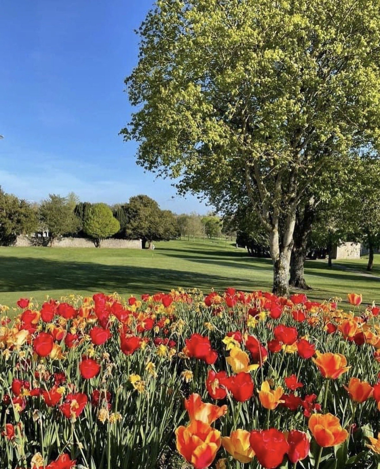 Red and orange tulips flowering beside a parkland golf fairway and old stone wall in Adare, County Limerick, Ireland