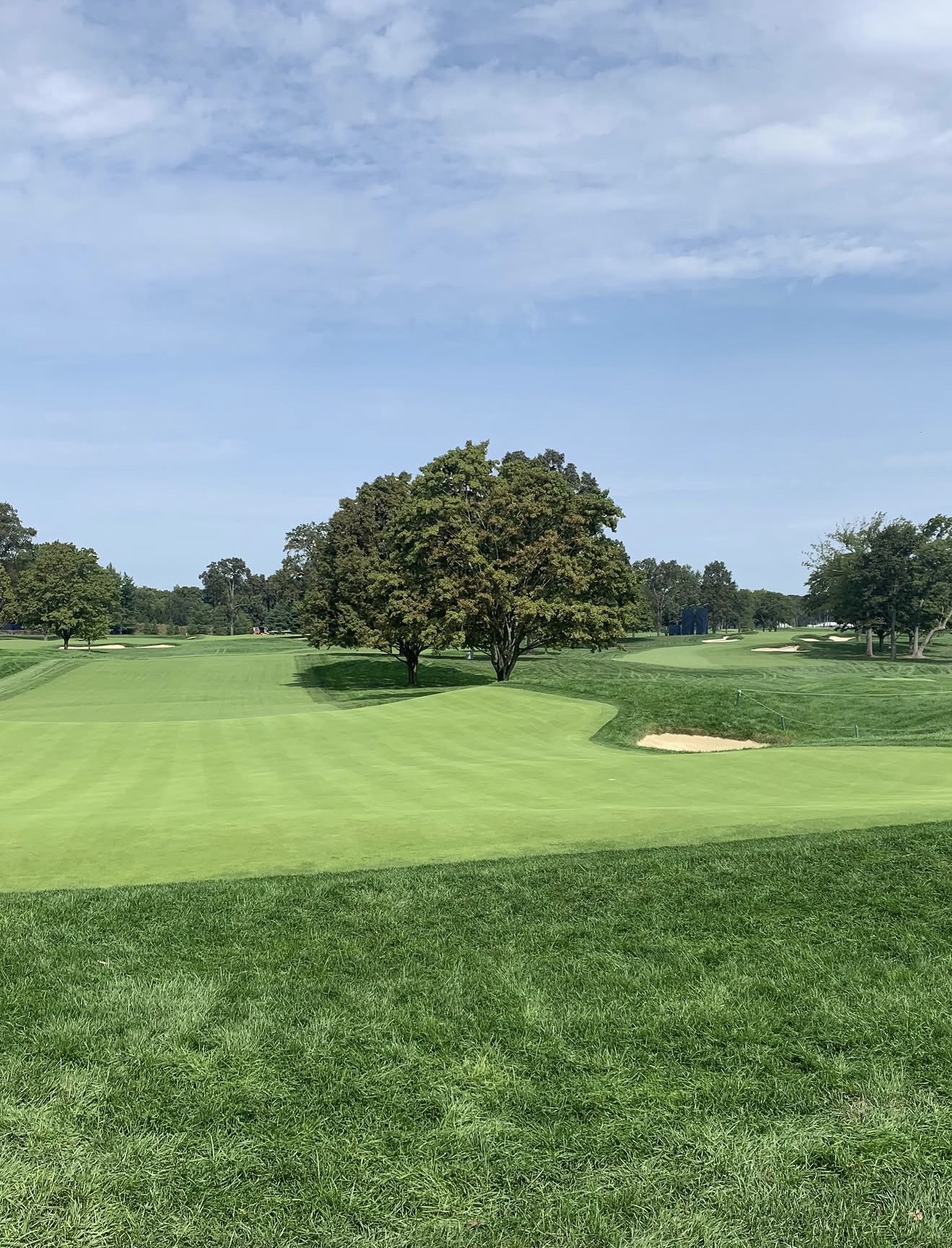 Parkland golf hole with a large solitary tree in front of the green and white sand bunkers